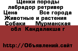 Щенки породы лабрадор ретривер › Цена ­ 8 000 - Все города Животные и растения » Собаки   . Мурманская обл.,Кандалакша г.